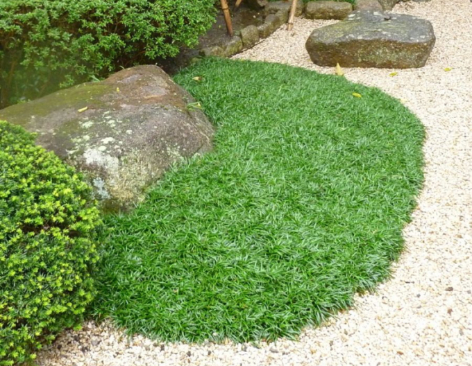 Ophiopogon ´Minor´