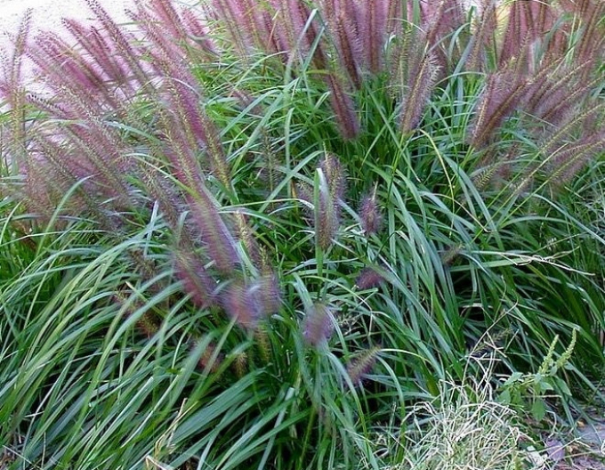Pennisetum alopecuroides (iarbă-fântână) "Moudry" 1,5L
