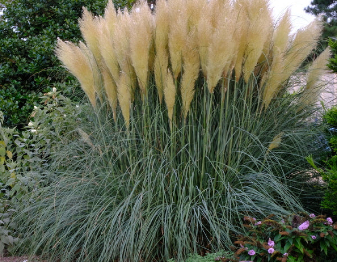 Iarbă de pampas ´Pana albă´