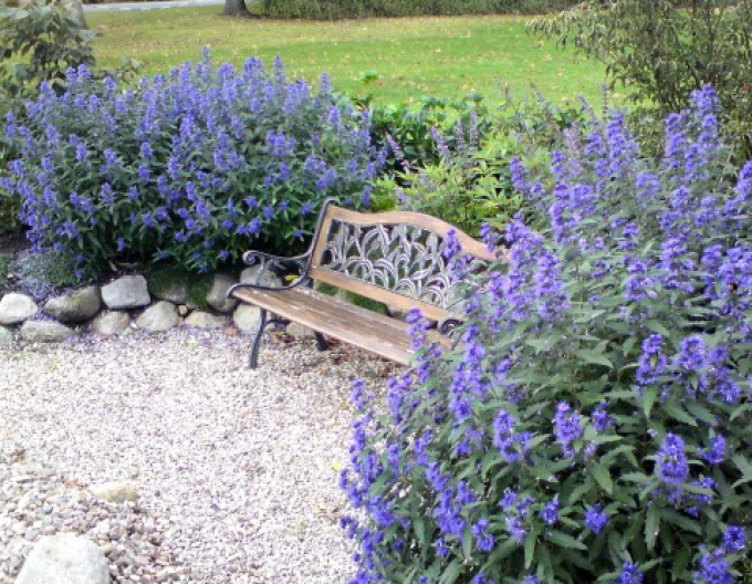 Caryopteris × clandonensis "HEAVENLY BLUE" 9x9