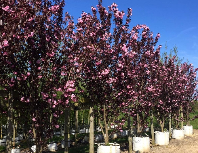 Cireș-ornamental royal-burgundy multitulpină