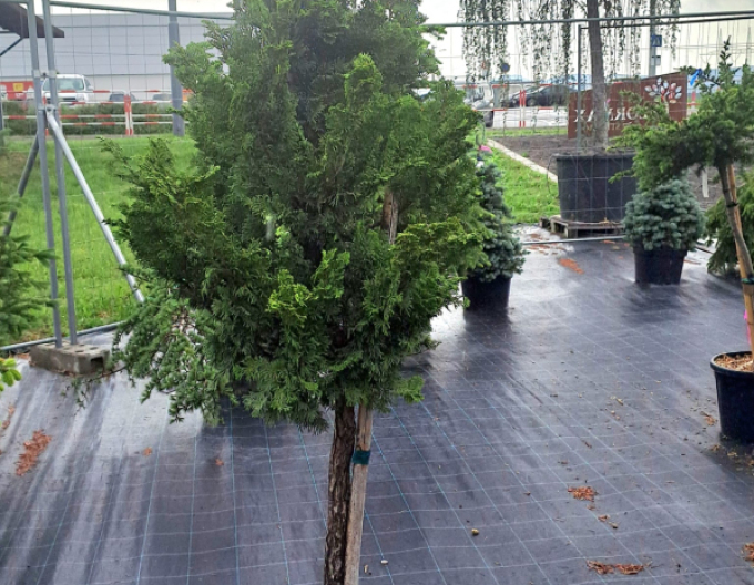 Chiparos Nana gracilis" pe o tulpină