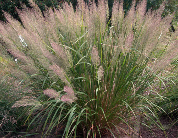 Calamagrostis brachytricha