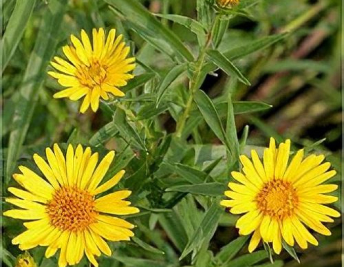 Inula ensifolia - oman ´Galben´