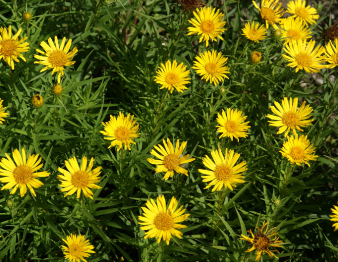 Inula ensifolia - oman ´Galben´