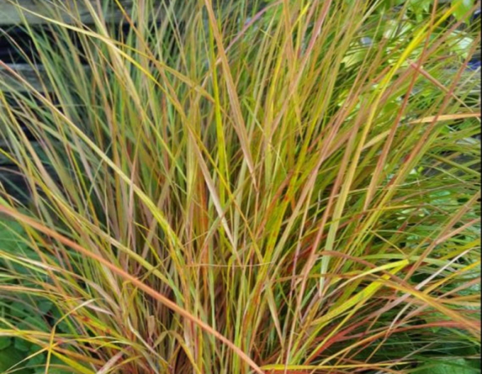 Stipa