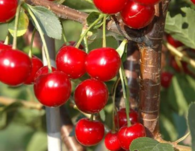 Vișin columnar ‘Jachim’, portaltoi Mahaleb, ghiveci 5L