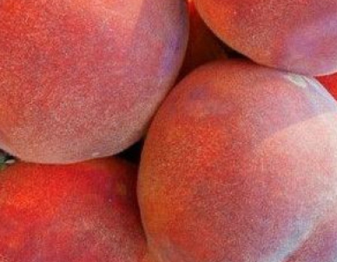 Piersică Dixired timpuriu, portaltoi GF677, ghiveci 5 l