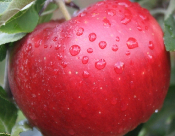 Măr ´Idared´ iarnă, portaltoi  A2, ghiveci 5l