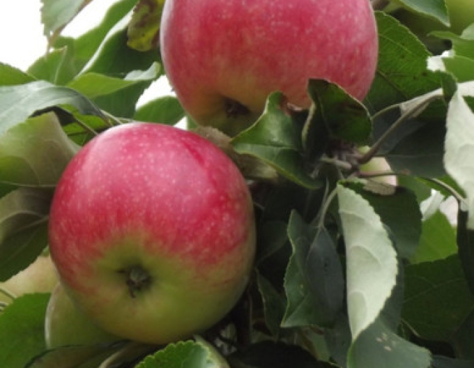 Măr Champion iarnă, sub.MM106, cont. 5l