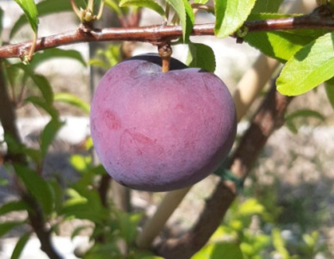 Prun japonez "Friar", portaltoi  Myrobalán, ghiveci 5l