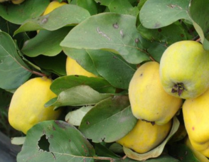 Gutui – Cydonia oblonga, portaltoi Dula, ghiveci 5 l