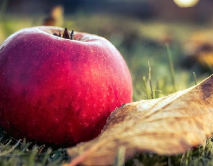 Măr ´Florina´ iarnă, portaltoi M9, ghiveci 5l