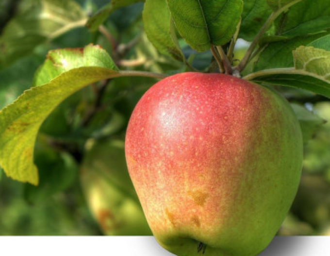 Măr Pinova iarnă, sub. A2, cont. 5l