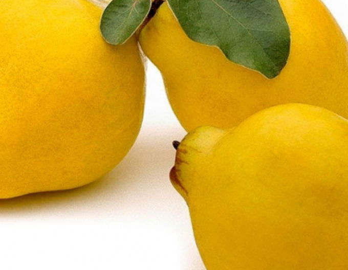 Parul Dula ´Vranja´, subsp. Dula, cont. 5l