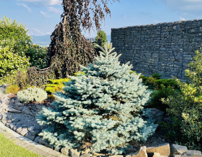 Molid "Glauca Globosa