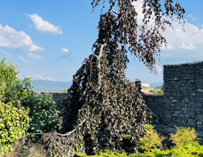 Fag de pădure-purple-fontaine
