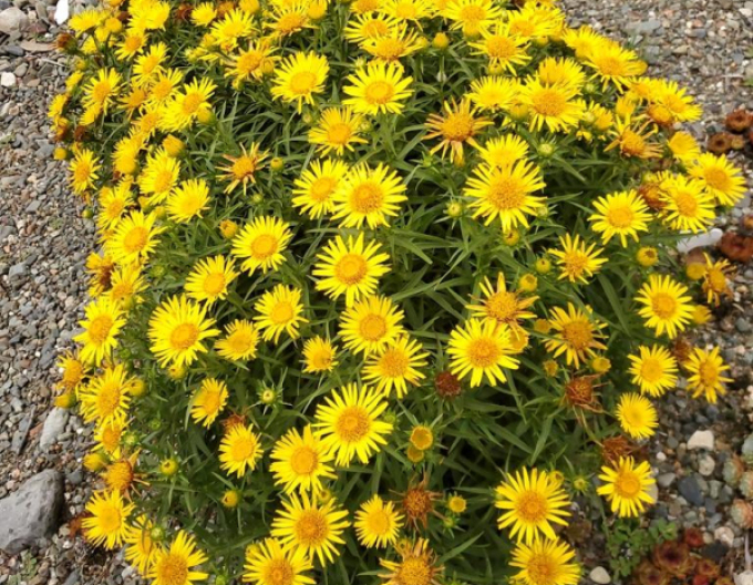 Inula ensifolia - oman ´Galben´