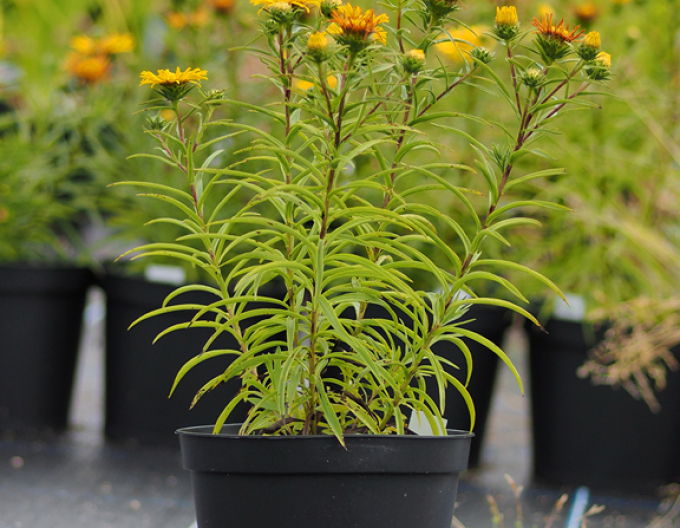 Inula ensifolia - oman ´Galben´