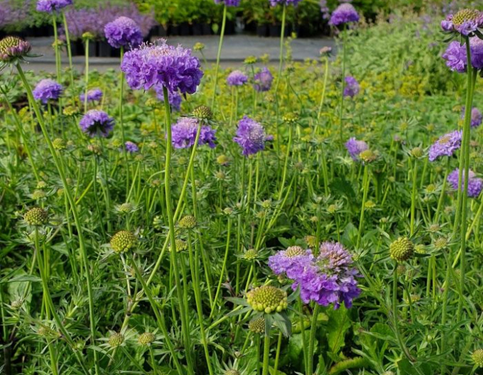 Scabiosa ´Blue Note´