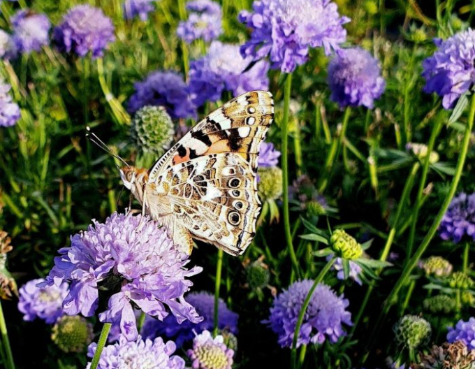 Scabiosa ´Blue Note´