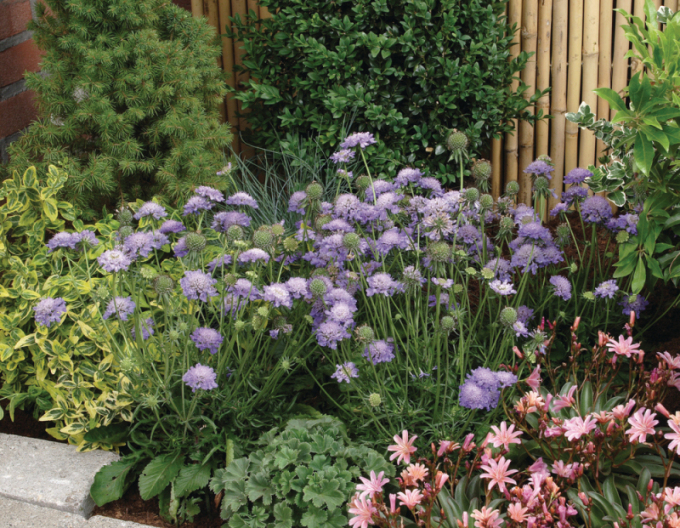 Scabiosa ´Blue Note´