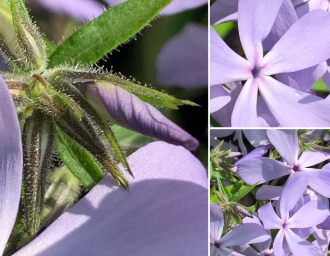 Phlox  ´Clouds of Perfume´