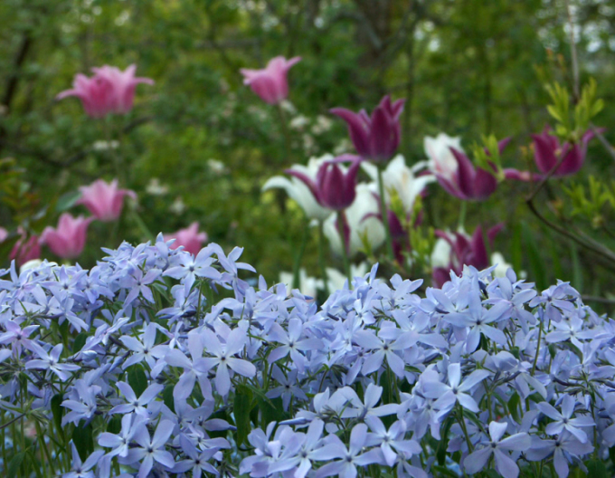 Phlox  ´Clouds of Perfume´