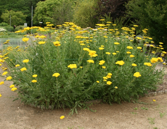 Coada-șoricelului  ´Variety´s Parkery´