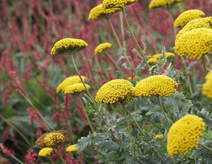 Coada-șoricelului  ´Variety´s Parkery´