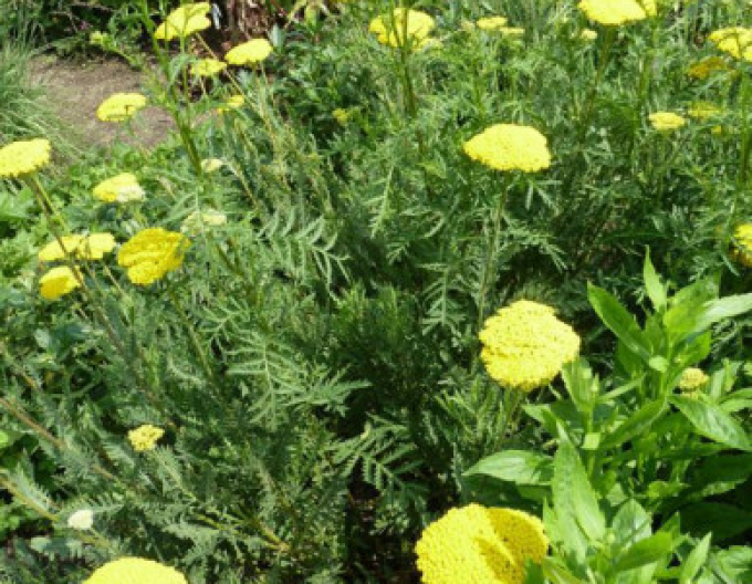 Coada-șoricelului  ´Variety´s Parkery´