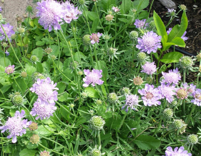 Scabiosa ´Pink Diamant´