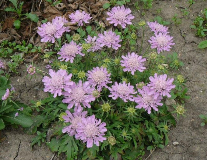 Scabiosa ´Pink Diamant´