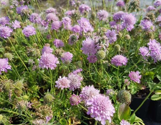 Scabiosa ´Pink Diamant´