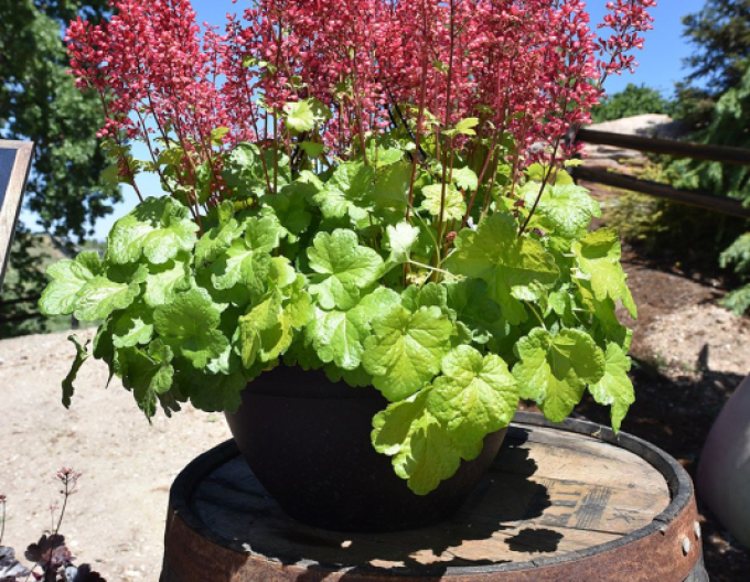 Heuchera ´Little Cutie Sweet Tart´