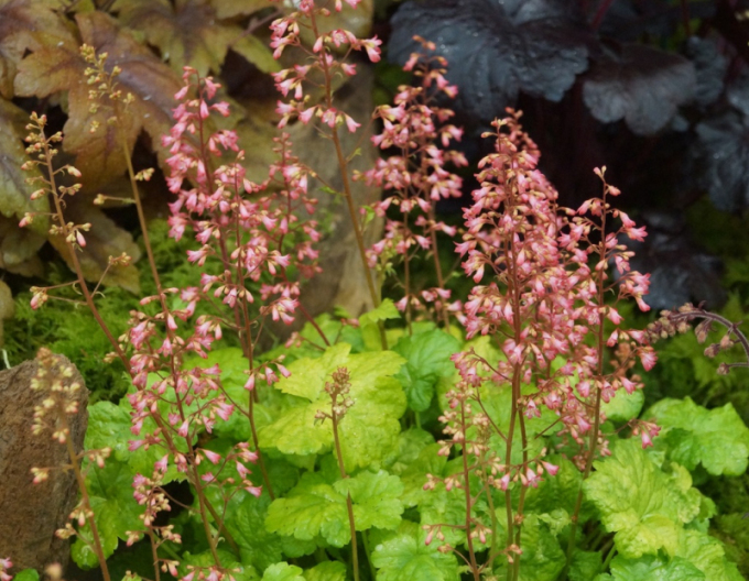 Heuchera ´Little Cutie Sweet Tart´