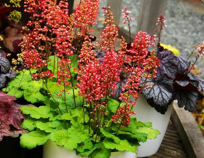 Heuchera ´Little Cutie Sweet Tart´
