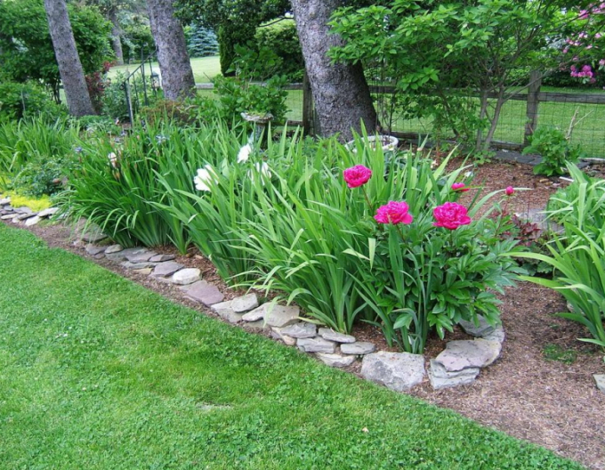 Bujor chinezesc ´Karl Rosenfield´´