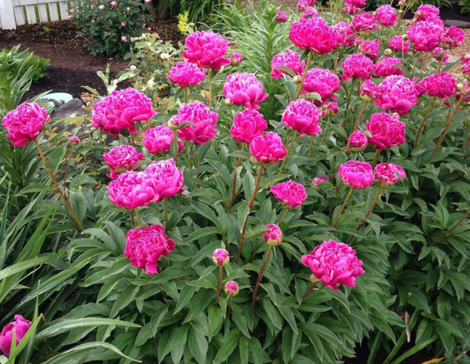 Bujor chinezesc ´Karl Rosenfield´´