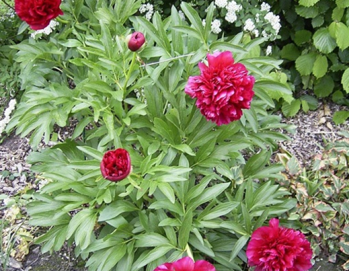 Bujor chinezesc ´Karl Rosenfield´´