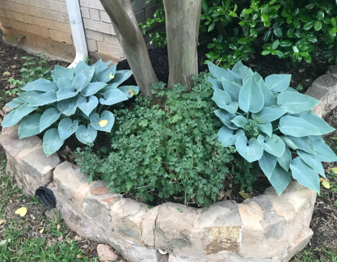 Crin de toamnă - Hosta ´Blue Cadet´