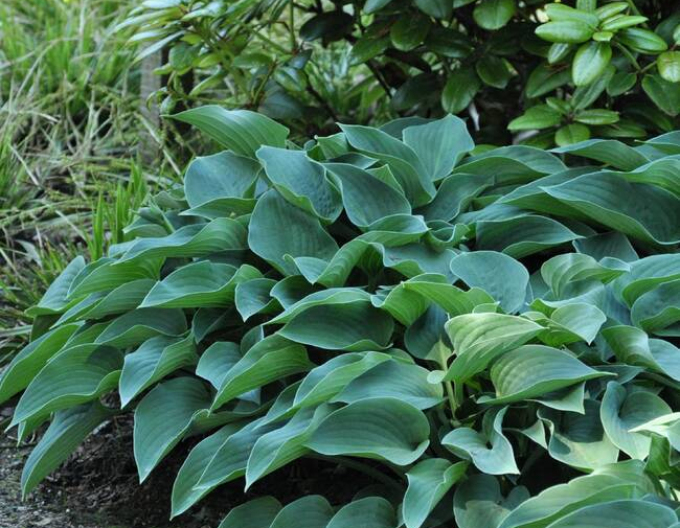 Crin de toamnă - Hosta ´Blue Cadet´