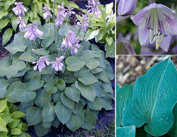Crin de toamnă - Hosta ´Blue Cadet´