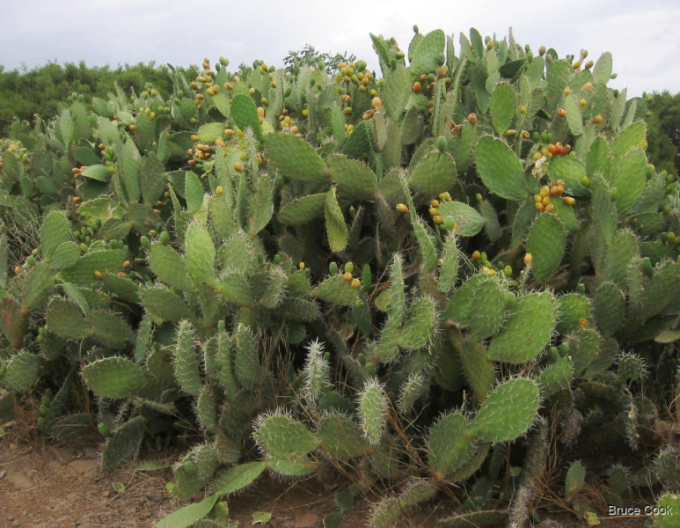 Opuntia