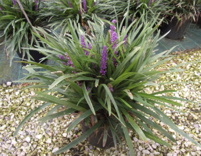 Liriope albastru ´Purple Passion´