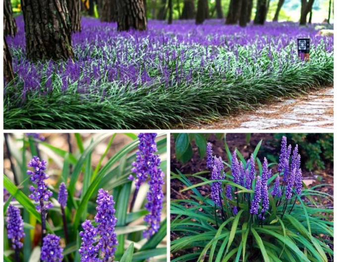 Liriope albastru ´Purple Passion´