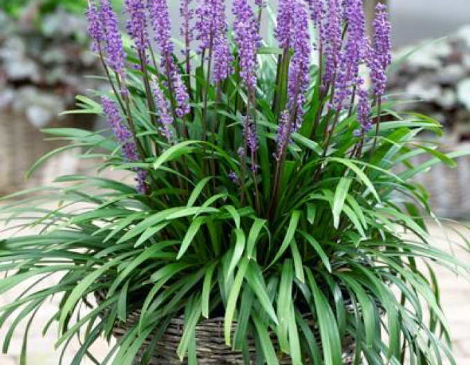 Liriope albastru ´Purple Passion´