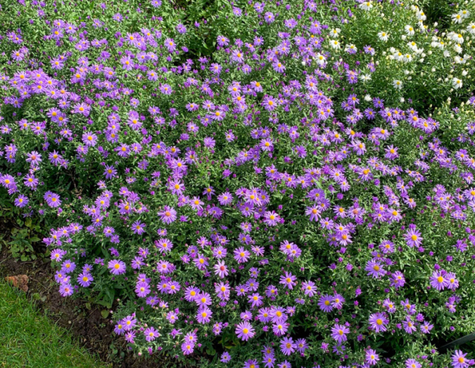 Astra ´Prof. Anton Kippenberg´´