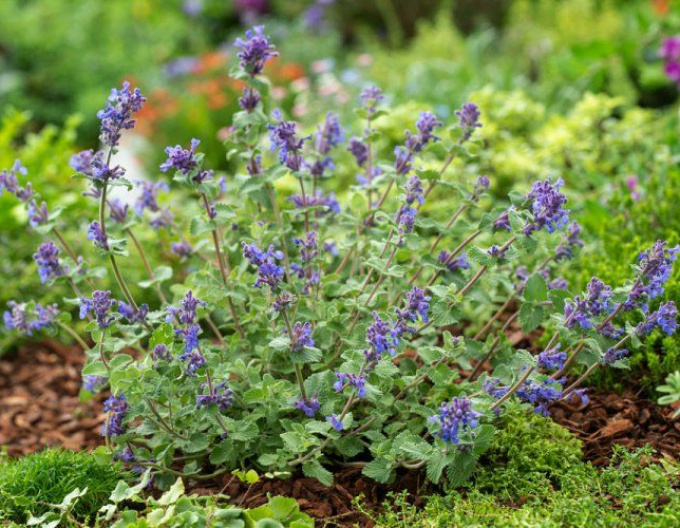 Menta pisicii ´Superba´