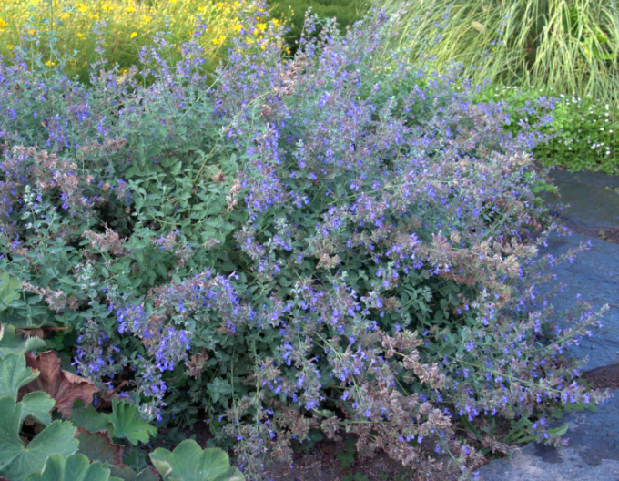 Menta pisicii ´Superba´